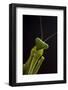 Giant African mantis (Sphodromantis viridis) portrait, captive, occurs in West Africa-Edwin Giesbers-Framed Photographic Print