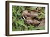 Giant African Snails: Mating, Exchanging 'Love Darts'-null-Framed Photographic Print