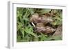 Giant African Snails: Mating, Exchanging 'Love Darts'-null-Framed Photographic Print