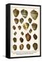 Giant African Snails, Tree Snail, Boinnet Shell, Gray Bonnets, Oblong Megasnails, Midas Ear, etc.-Albertus Seba-Framed Stretched Canvas