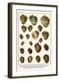 Giant African Snails, Tree Snail, Boinnet Shell, Gray Bonnets, Oblong Megasnails, Midas Ear, etc.-Albertus Seba-Framed Art Print