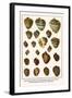 Giant African Snails, Tree Snail, Boinnet Shell, Gray Bonnets, Oblong Megasnails, Midas Ear, etc.-Albertus Seba-Framed Art Print