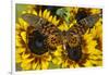 Giant African Swallowtail Butterfly, Papilio Antimachus-Darrell Gulin-Framed Photographic Print