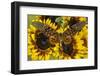 Giant African Swallowtail Butterfly, Papilio Antimachus-Darrell Gulin-Framed Photographic Print