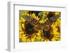 Giant African Swallowtail Butterfly, Papilio Antimachus-Darrell Gulin-Framed Photographic Print