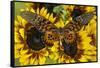 Giant African Swallowtail Butterfly, Papilio Antimachus-Darrell Gulin-Framed Stretched Canvas