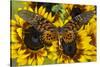 Giant African Swallowtail Butterfly, Papilio Antimachus-Darrell Gulin-Stretched Canvas