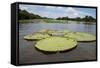 Giant Amazon Lily Pads, Valeria River, Boca Da Valeria, Amazon, Brazil-Cindy Miller Hopkins-Framed Stretched Canvas