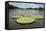 Giant Amazon Lily Pads, Valeria River, Boca Da Valeria, Amazon, Brazil-Cindy Miller Hopkins-Framed Stretched Canvas