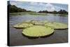 Giant Amazon Lily Pads, Valeria River, Boca Da Valeria, Amazon, Brazil-Cindy Miller Hopkins-Stretched Canvas