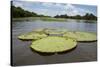 Giant Amazon Lily Pads, Valeria River, Boca Da Valeria, Amazon, Brazil-Cindy Miller Hopkins-Stretched Canvas
