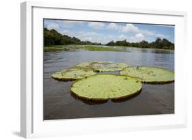 Giant Amazon Lily Pads, Valeria River, Boca Da Valeria, Amazon, Brazil-Cindy Miller Hopkins-Framed Photographic Print