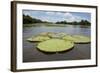 Giant Amazon Lily Pads, Valeria River, Boca Da Valeria, Amazon, Brazil-Cindy Miller Hopkins-Framed Photographic Print