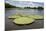 Giant Amazon Lily Pads, Valeria River, Boca Da Valeria, Amazon, Brazil-Cindy Miller Hopkins-Mounted Photographic Print