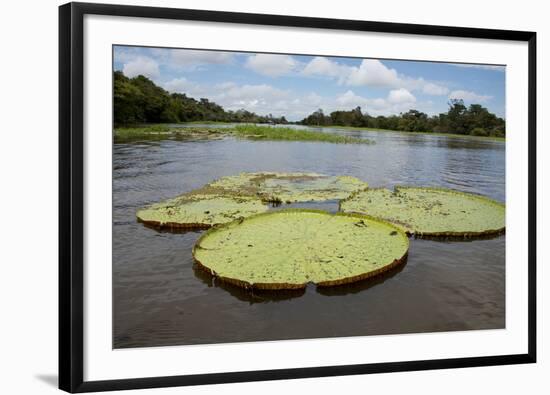 Giant Amazon Lily Pads, Valeria River, Boca Da Valeria, Amazon, Brazil-Cindy Miller Hopkins-Framed Photographic Print