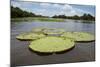 Giant Amazon Lily Pads, Valeria River, Boca Da Valeria, Amazon, Brazil-Cindy Miller Hopkins-Mounted Photographic Print