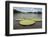 Giant Amazon Lily Pads, Valeria River, Boca Da Valeria, Amazon, Brazil-Cindy Miller Hopkins-Framed Photographic Print