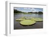 Giant Amazon Lily Pads, Valeria River, Boca Da Valeria, Amazon, Brazil-Cindy Miller Hopkins-Framed Photographic Print