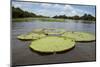 Giant Amazon Lily Pads, Valeria River, Boca Da Valeria, Amazon, Brazil-Cindy Miller Hopkins-Mounted Photographic Print