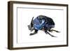 Giant Amazon Scarab Beetle (Coprophanaeus Lancifer) With Phoretic Mites, Iwokrama, Guyana-Andrew Snyder-Framed Photographic Print