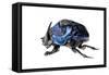 Giant Amazon Scarab Beetle (Coprophanaeus Lancifer) With Phoretic Mites, Iwokrama, Guyana-Andrew Snyder-Framed Stretched Canvas