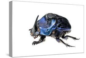 Giant Amazon Scarab Beetle (Coprophanaeus Lancifer) With Phoretic Mites, Iwokrama, Guyana-Andrew Snyder-Stretched Canvas