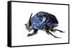 Giant Amazon Scarab Beetle (Coprophanaeus Lancifer) With Phoretic Mites, Iwokrama, Guyana-Andrew Snyder-Framed Stretched Canvas