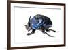 Giant Amazon Scarab Beetle (Coprophanaeus Lancifer) With Phoretic Mites, Iwokrama, Guyana-Andrew Snyder-Framed Photographic Print