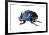 Giant Amazon Scarab Beetle (Coprophanaeus Lancifer) With Phoretic Mites, Iwokrama, Guyana-Andrew Snyder-Framed Photographic Print