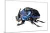 Giant Amazon Scarab Beetle (Coprophanaeus Lancifer) With Phoretic Mites, Iwokrama, Guyana-Andrew Snyder-Mounted Photographic Print