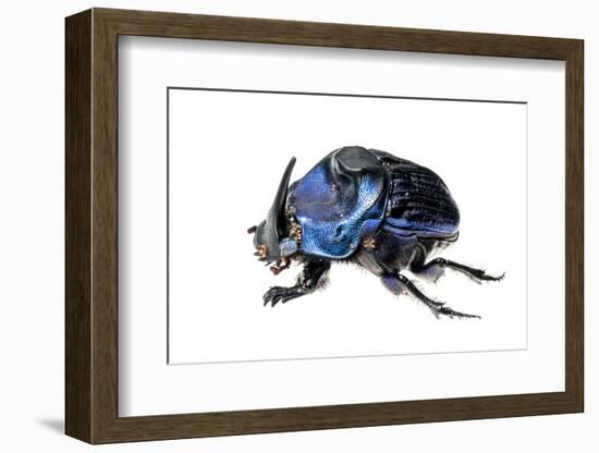 Giant Amazon Scarab Beetle (Coprophanaeus Lancifer) With Phoretic Mites, Iwokrama, Guyana-Andrew Snyder-Framed Photographic Print