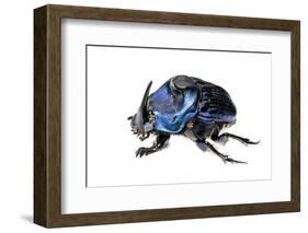 Giant Amazon Scarab Beetle (Coprophanaeus Lancifer) With Phoretic Mites, Iwokrama, Guyana-Andrew Snyder-Framed Photographic Print