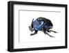 Giant Amazon Scarab Beetle (Coprophanaeus Lancifer) With Phoretic Mites, Iwokrama, Guyana-Andrew Snyder-Framed Photographic Print