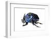 Giant Amazon Scarab Beetle (Coprophanaeus Lancifer) With Phoretic Mites, Iwokrama, Guyana-Andrew Snyder-Framed Photographic Print