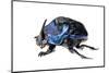 Giant Amazon Scarab Beetle (Coprophanaeus Lancifer) With Phoretic Mites, Iwokrama, Guyana-Andrew Snyder-Mounted Photographic Print