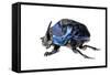 Giant Amazon Scarab Beetle (Coprophanaeus Lancifer) With Phoretic Mites, Iwokrama, Guyana-Andrew Snyder-Framed Stretched Canvas