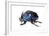 Giant Amazon Scarab Beetle (Coprophanaeus Lancifer) With Phoretic Mites, Iwokrama, Guyana-Andrew Snyder-Framed Photographic Print