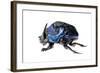 Giant Amazon Scarab Beetle (Coprophanaeus Lancifer) With Phoretic Mites, Iwokrama, Guyana-Andrew Snyder-Framed Photographic Print