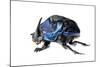 Giant Amazon Scarab Beetle (Coprophanaeus Lancifer) With Phoretic Mites, Iwokrama, Guyana-Andrew Snyder-Mounted Photographic Print