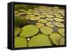 Giant Amazon Water Lily, Savannah Rupununi, Guyana-Pete Oxford-Framed Stretched Canvas