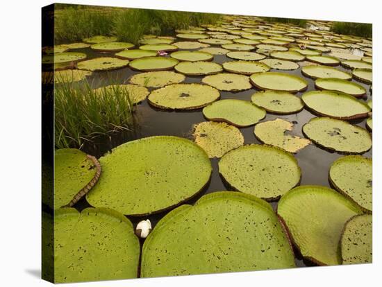 Giant Amazon Water Lily, Savannah Rupununi, Guyana-Pete Oxford-Stretched Canvas