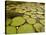 Giant Amazon Water Lily, Savannah Rupununi, Guyana-Pete Oxford-Stretched Canvas