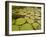 Giant Amazon Water Lily, Savannah Rupununi, Guyana-Pete Oxford-Framed Photographic Print