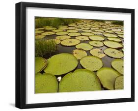 Giant Amazon Water Lily, Savannah Rupununi, Guyana-Pete Oxford-Framed Photographic Print