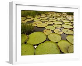 Giant Amazon Water Lily, Savannah Rupununi, Guyana-Pete Oxford-Framed Photographic Print