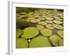 Giant Amazon Water Lily, Savannah Rupununi, Guyana-Pete Oxford-Framed Photographic Print