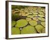 Giant Amazon Water Lily, Savannah Rupununi, Guyana-Pete Oxford-Framed Photographic Print