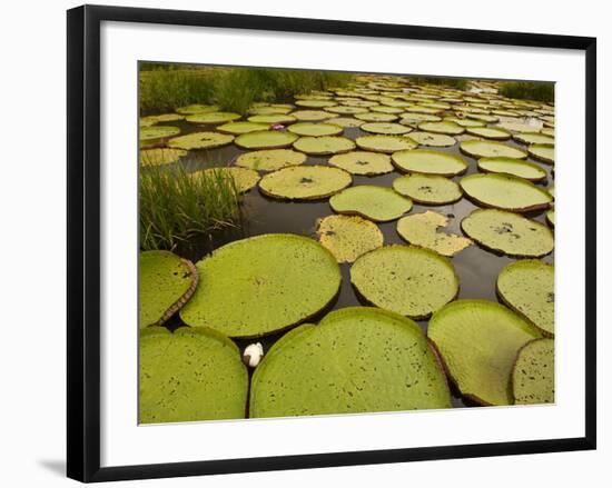 Giant Amazon Water Lily, Savannah Rupununi, Guyana-Pete Oxford-Framed Photographic Print