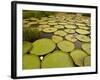 Giant Amazon Water Lily, Savannah Rupununi, Guyana-Pete Oxford-Framed Photographic Print