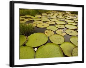 Giant Amazon Water Lily, Savannah Rupununi, Guyana-Pete Oxford-Framed Photographic Print
